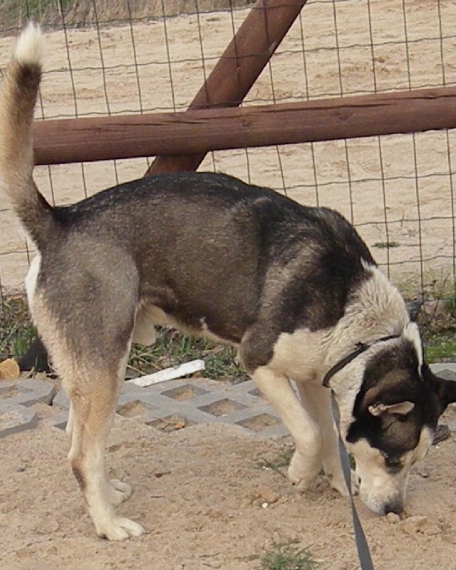 Rico